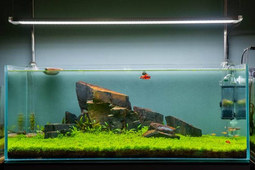 Betta showcase tank
