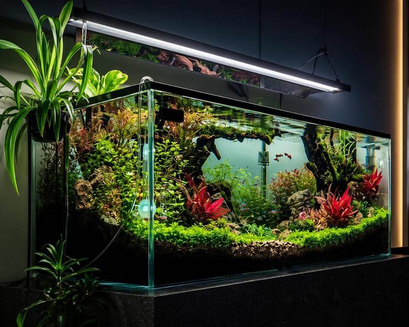 Aquascape with red plants and driftwood