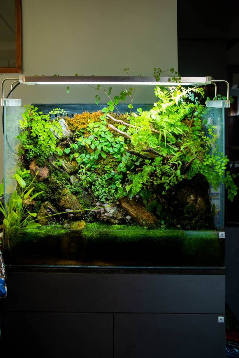Moss and fern paludarium wall build