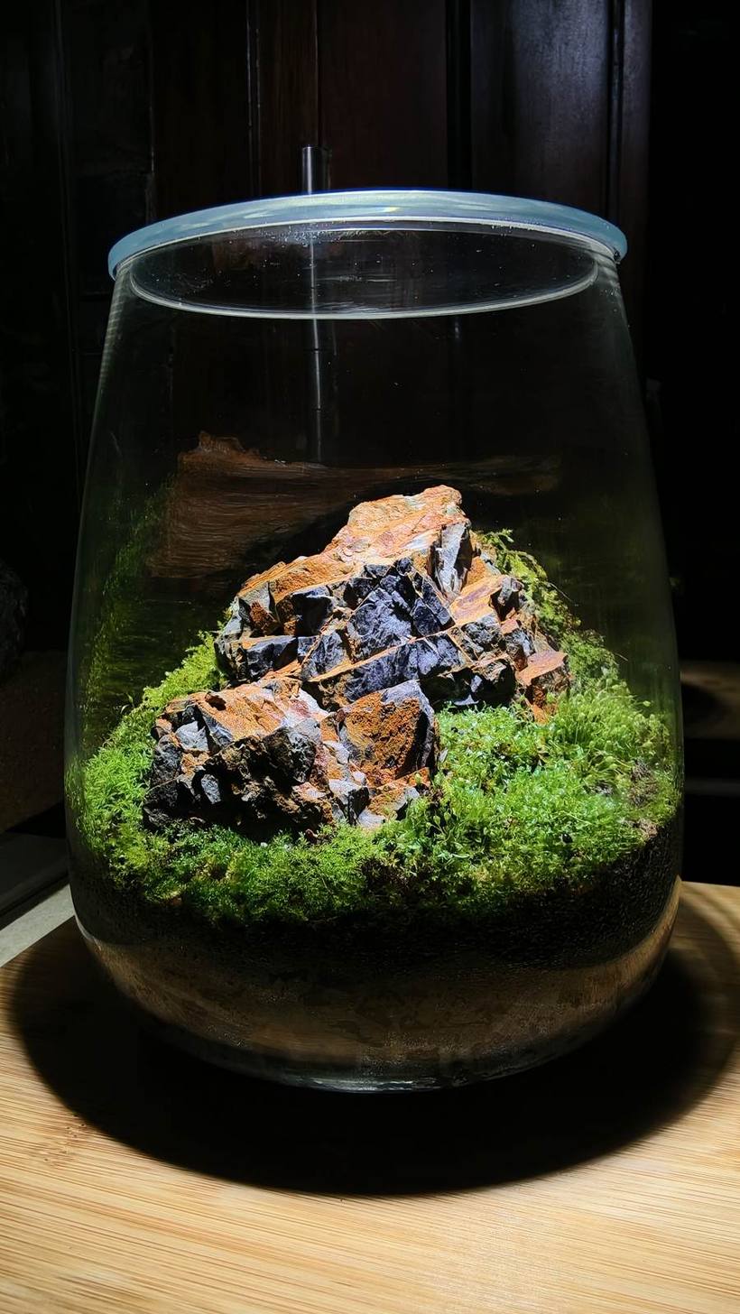 Terrarium build with moss and stone